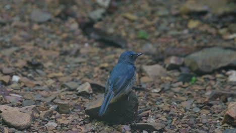 Seen-during-a-foggy-afternoon-from-its-back-as-it-calls-and-chirps-while-perched-on-a-small-rock,-Indochinese-Blue-Flycatcher-Cyornis-sumatrensis,-Thailand