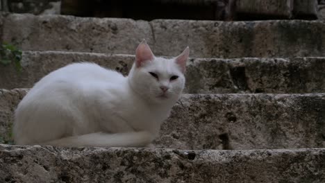 Schöne-Katze,-Die-Friedlich-Auf-Steinstufen-Liegt-Und-Dann-In-Die-Kamera-Schaut