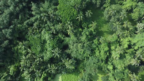 Aerial-view-shot-of-vast-green-forest