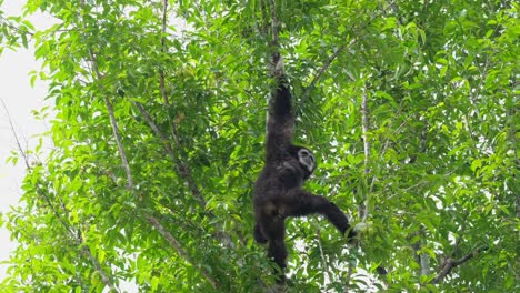 Seen-hanging-with-it-righthand-as-it-turns-around-to-look-down-below,-White-handed-Gibbon-or-Lar-Gibbon-Hylobates-lar,-Thailand