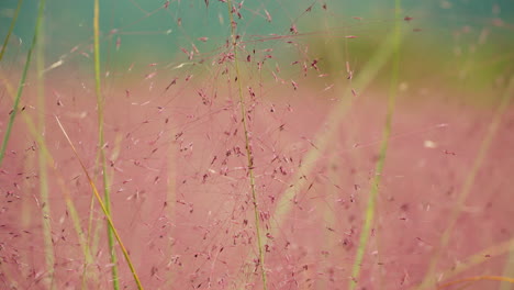 Pink-Muhly-Macro---Muhlenbergia-capillaris-or-hairawn-muhly-plant-slow-pan