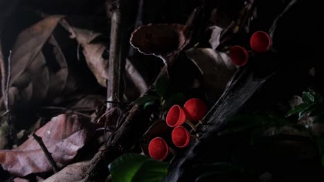 Seen-deep-in-the-dark-of-the-forest-growing-while-the-camera-zooms-out-as-light-plays,-Red-Cup-Fungi-or-Champagne-Mushroom-Cookeina-sulcipes,-Thailand