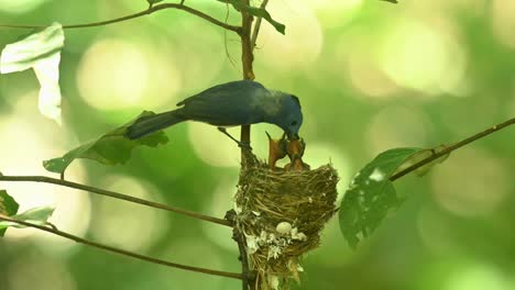 Two-babies-waiting-as-the-male-parent-arrives-with-an-insect-to-feed-them,-Black-naped-Blue-Flycatcher-Hypothymis-azurea,-Thailand