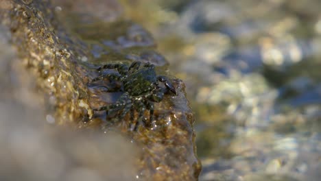 Kleine-Krabbe-Frisst-Und-Bewegt-Sich-Auf-Felsen-Am-Meer,-Während-Die-Wellen-Fegen