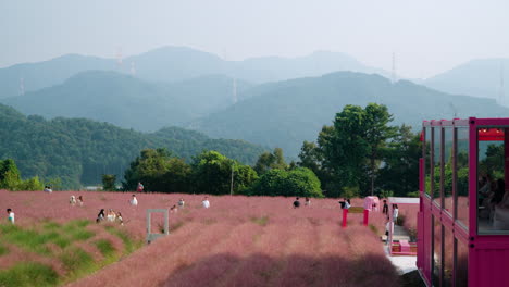 Travel-at-Herb-Island---Korean-People-Walking-Through-Pink-Muhly-Grassland-in-Mountain-Landscape---elevated-aerial