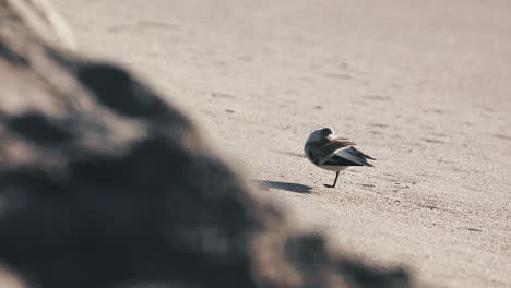 Injured-sanderling-on-the-beach-in-high-speed-slow-motion
