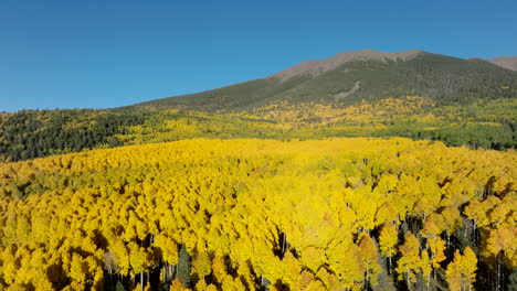 Vibrant-yellow-canopy-of-aspen-trees-up-against-slope-of-Humphreys-Peak-Arizona