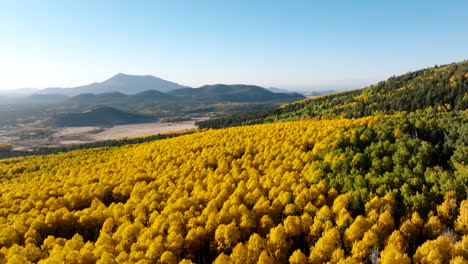 Panoramic-aerial-overview-of-yellow-aspen-forest-in-Flagstaff-Arizona-in-Fall