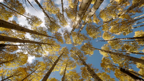 Looking-up-to-dense-aspen-tree-canopy-swaying-with-yellow-leaves-at-peak-fall-colors
