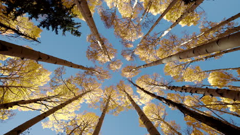 Quaking-aspen-trees-tower-against-clear-blue-sky,-yellow-fall-colored-leaves-in-autumn