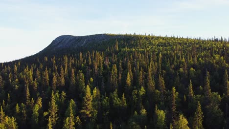 Wunderschöner-Grüner-Wald-Aus-Der-Luft-Während-Der-Abendlichen-Sonnigen-Goldenen-Stunde-In-Schweden