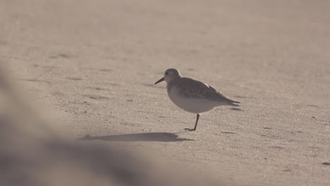 Injured-sanderling-on-the-beach,-bird-hops-out-of-frame-high-speed-slow-motion