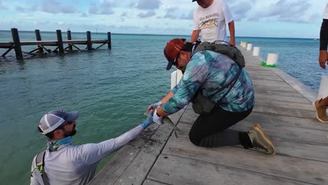 Un-Pescador-Ayuda-A-Otro-Hombre-A-Pescar-Macabí-Recién-Capturado-En-El-Muelle,-Los-Roques.