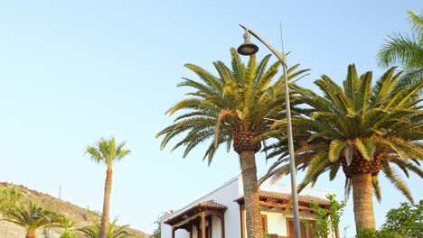 Pan-Mostrando-Palmeras-En-Frente-De-Casas-Blancas-Y-Hoteles-En-Tenerife