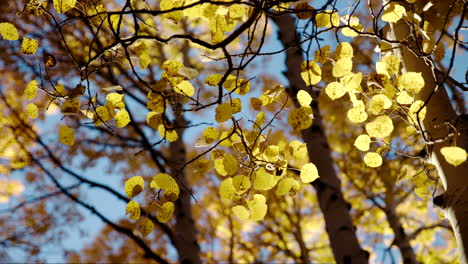 Sunlight-spread-across-vibrant-yellow-aspen-leaves-at-peak-fall-color,-parallax