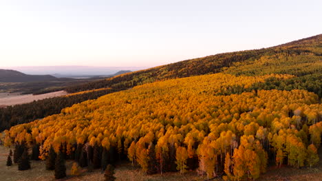 Gentle-drone-push-in-above-sprawling-aspen-canopy-forest-vibrant-yellow-during-fall