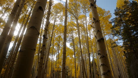 Push-in-tilt-up-along-towering-aspen-trees-displaying-peak-fall-colors-of-yellow-on-blue-sky