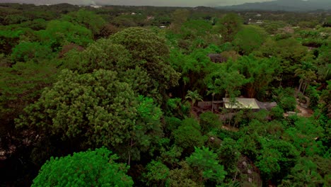 Aerial-over-vast-vegetation-and-tree-forest-with-domestic-houses-build-in-between,-living-in-harmony-with-nature-concept
