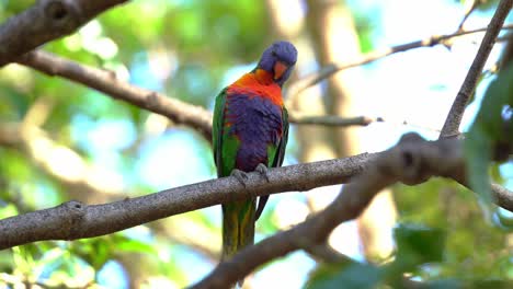 Beautiful-rainbow-lorikeets,-trichoglossus-moluccanus,-perching-on-a-tree-branch-in-the-wild-nature,-preening-and-grooming-its-beautiful-vibrant-and-colourful-plumage-in-its-natural-habitat,-close-up