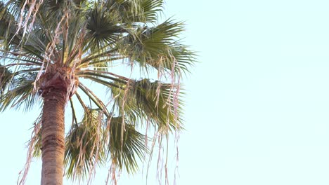 Low-angle-footage-of-Palm-Tree-in-front-of-bright-blue-sky,-Tenerife