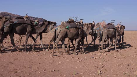 Gente-Liderando-Una-Caravana-De-Camellos-A-Través-Del-Vasto-Desierto-Marroquí,-Un-Viaje-Tradicional-En-África