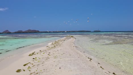 Beautiful-seagulls-group-flying-on-caribbean-beach,-tropical-paradise-Los-Roques