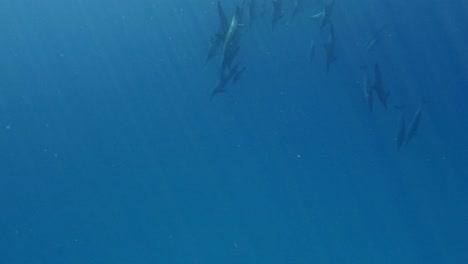 Una-Manada-De-Hermosos-Delfines-Nadando-Descendiendo-Hacia-Las-Profundidades---Toma-Submarina