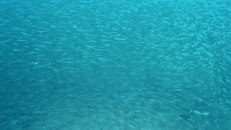 Ein-Großer-Fischschwarm-Bewegt-Sich-Elegant-Durch-Den-Türkisfarbenen-Ozean-–-Unterwasseraufnahme