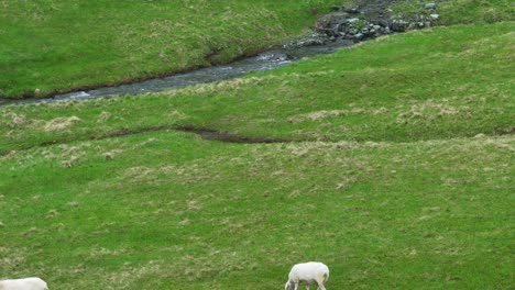 Landscape-slope-of-grass,-rock-and-water-running-to-farmer’s-goats-below