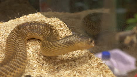 An-Inland-Taipan-Oxyuranus-microlepidotus,-a-highly-venomous-snake-is-twisting-and-turning-inside-a-terrarium-in-a-zoo-in-Bangkok,-Thailand