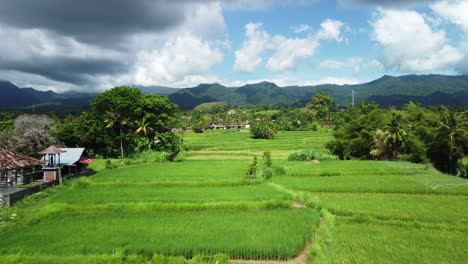 Reisterrassenfarmen-Und-Die-Siedlung-Buleleng,-Bali,-Indonesien