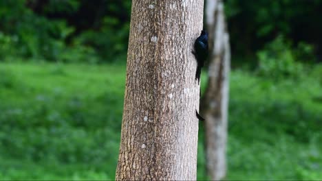 CLinging-on-the-side-of-a-big-trunk-of-a-tree,-a-Greater-Racket-tailed-Drongo-Dicrurus-paradiseus-is-foraging-for-its-meal-at-Huai-Kha-Khaeng-Wildlife-Sanctuary-in-Thailand