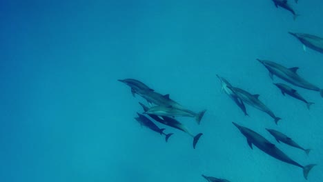 Eine-Große-Gruppe-Delfine-Schwimmt-Unten-–-Zeitlupenaufnahme