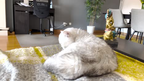 Beautiful-white-Persian-cat-settles-down-and-lounges-on-the-sofa