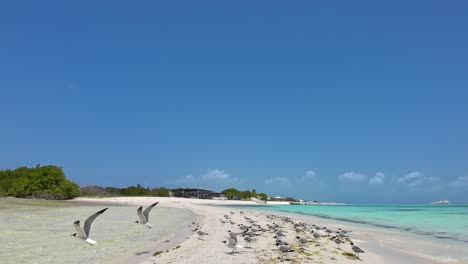 Pov-walkingwalking-through-seagulls-on-white-sand-beach,-tropical-island-background