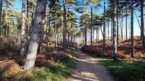 Slow-motion-panning-across-sunlit-sunrise-woodland-park-trail-in-Newborough-forest,-Anglesey