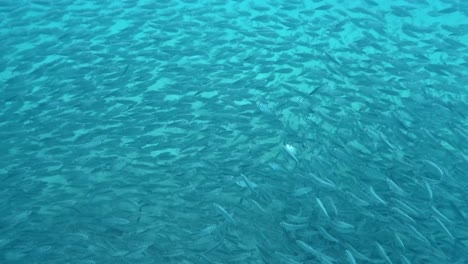A-Huge-Shoal-of-Fish-Elegantly-Moving-Through-the-Ocean's-Depths---Underwater-Shot