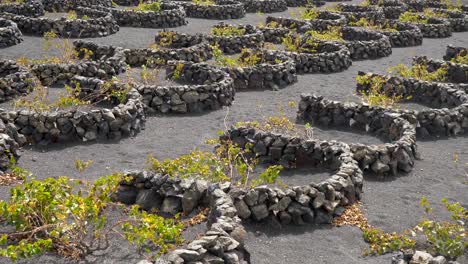 vine-cultivation-within-lava-stone-walls-in-Lanzarote