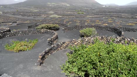 vines-cultivated-within-stone-walls-in-Lanzarote