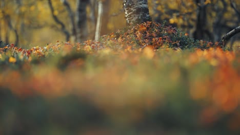 Bodennaher-Blick-Auf-Das-Farbenfrohe-Unterholz-Des-Herbstwaldes