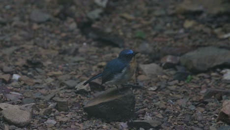 Sitting-on-top-of-a-tiny-rock,-an-Indochinese-Blue-Flycatcher-Cyornis-sumatrensis-is-foraging-for-food-in-the-forest-floor-of-Kaeng-Krachan-National-Park-in-Petchaburi-province-in-Thailand