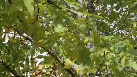 Nahaufnahme-Von-Herbstlichen-Baumblättern-Bei-Windigem,-Sonnigem-Wetter