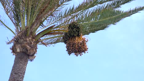 Palm-tree-with-date-bunch-hanging-in-the-middle-of-the-shot