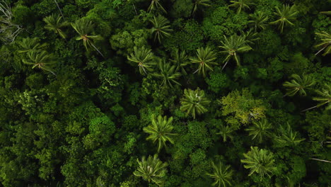 Idílico-Bosque-De-Palmeras-Tropicales-En-La-Costa-De-Koh-Lanta-Tailandia-Aérea-De-Arriba-Hacia-Abajo