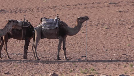 Camel-caravan-in-Morocco's-Sahara,-an-adventure-through-the-sun-soaked-landscape-of-Africa