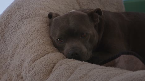 Domestic-pitbull-dog-sleeping-on-soft-bed,-close-up