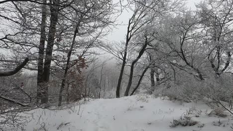 Ein-Verschneiter-Waldweg,-Der-Zu-Einem-Hügel-Mit-Blick-Auf-Die-Bäume-Führt