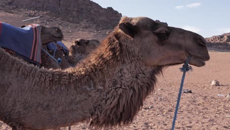 Camello-En-El-árido-Paisaje-Del-Desierto