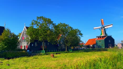 Ein-Sonniger-Tag-Mit-Grasenden-Tieren-Auf-Feldern-Und-Noch-Immer-Windmühlen-In-Zaanse-Schans,-Niederlande