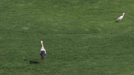 Two-birds-grace-the-summer-landscape-on-grass-in-a-city-park